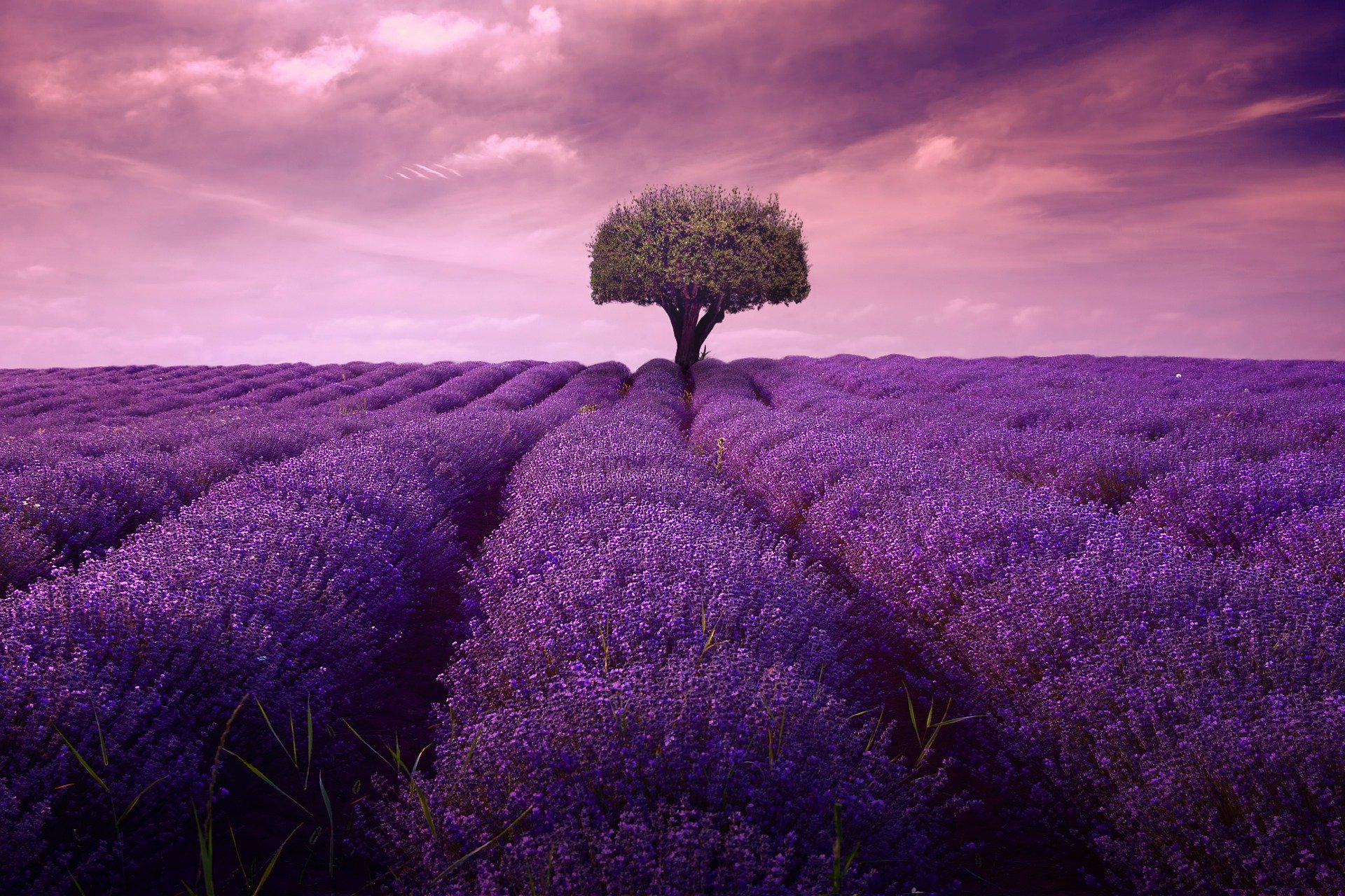 Lavendel - Entspannung - Einschlafhilfe - Hautöl